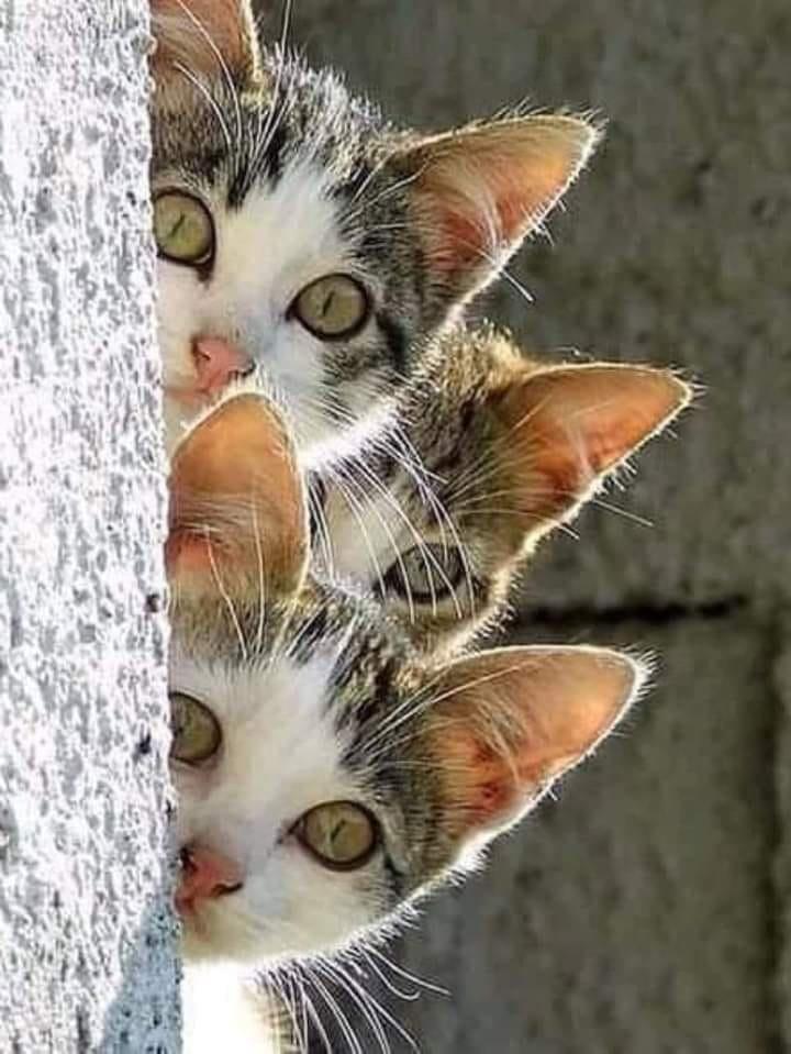 3cats